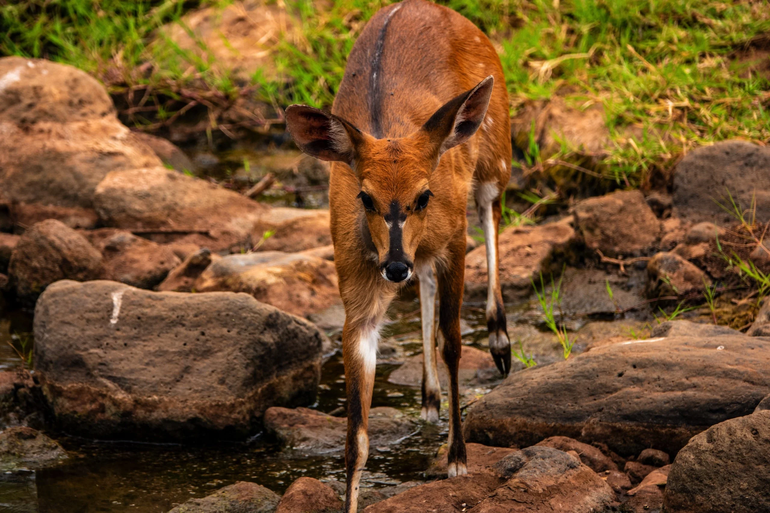 5 days - Family Safari