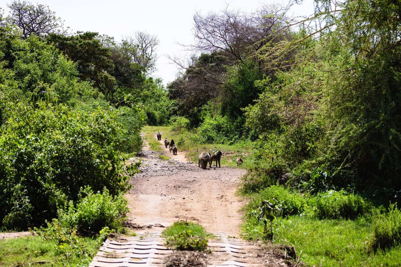 5 days - Family Safari