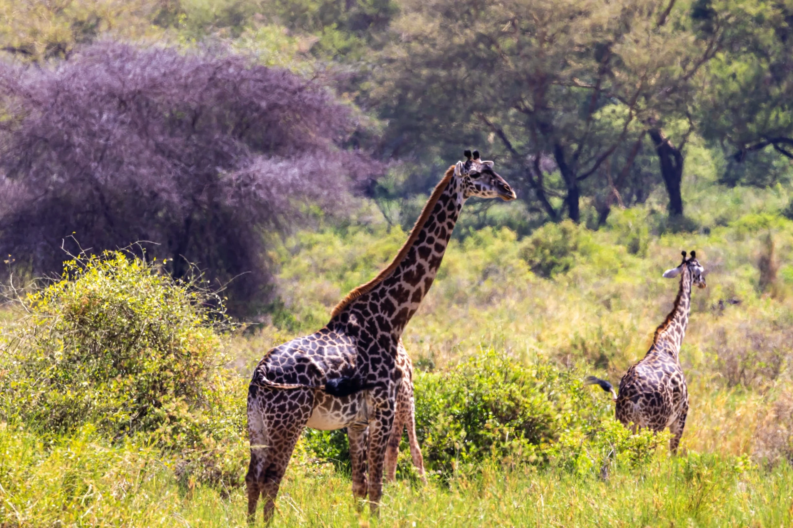 5 days - Family Safari