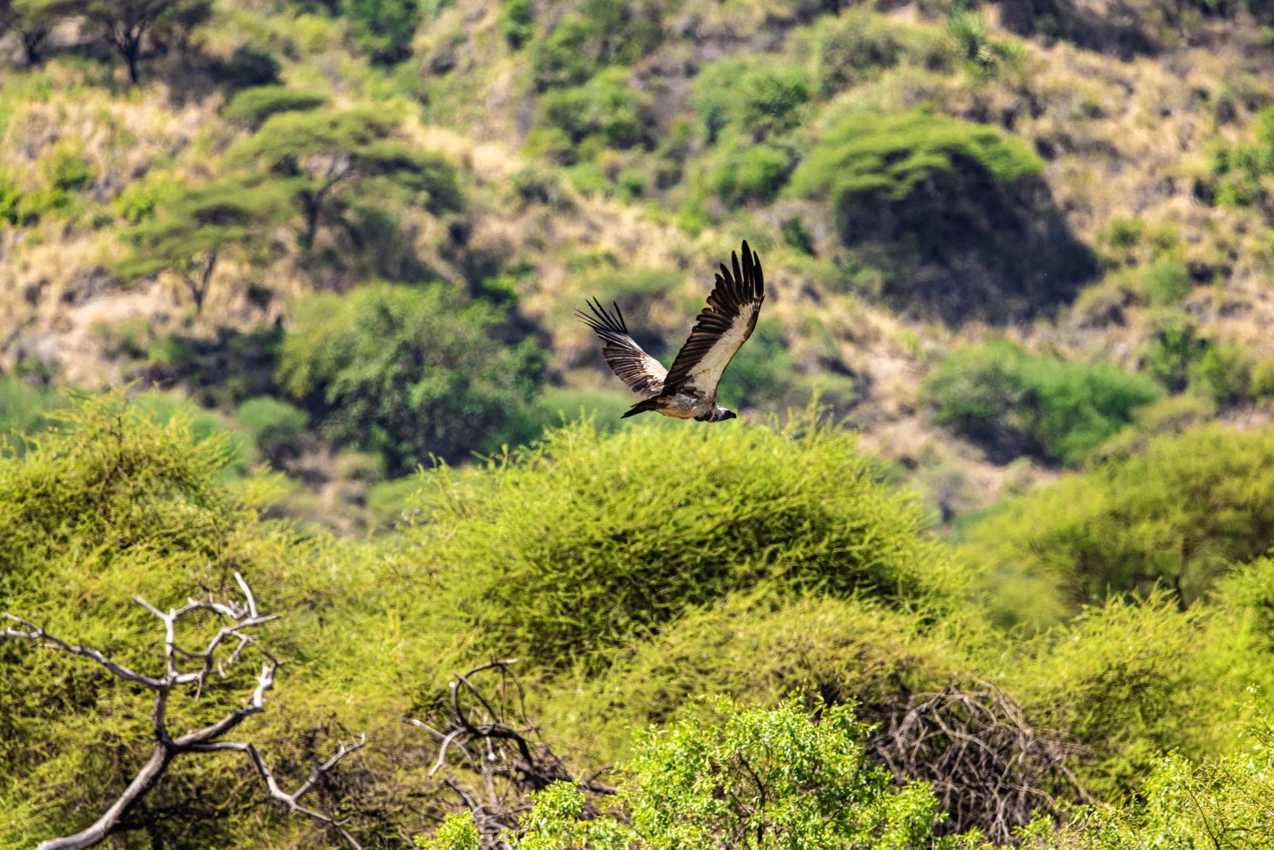 7 days - Baobab Safari