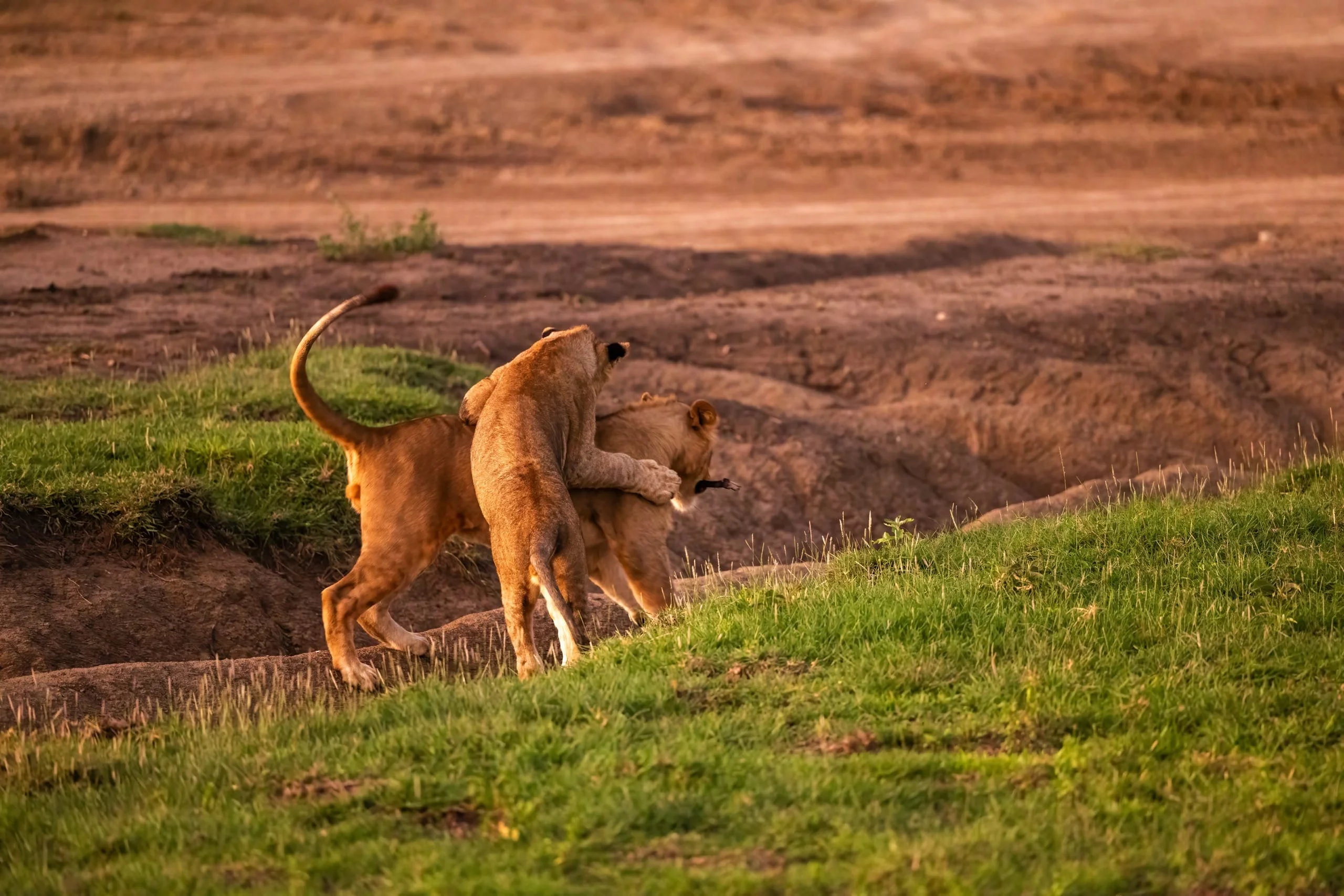 7 days - Migration Safari