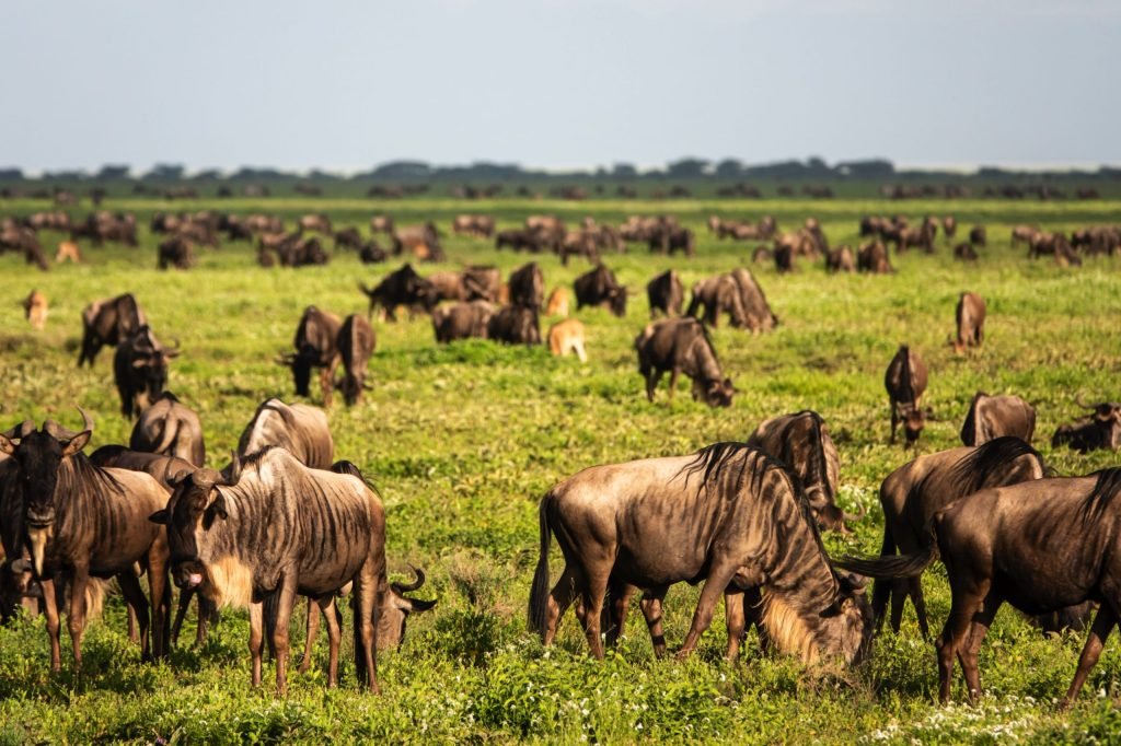 7 days - Migration Safari, Marea Migrație, Grande Migration