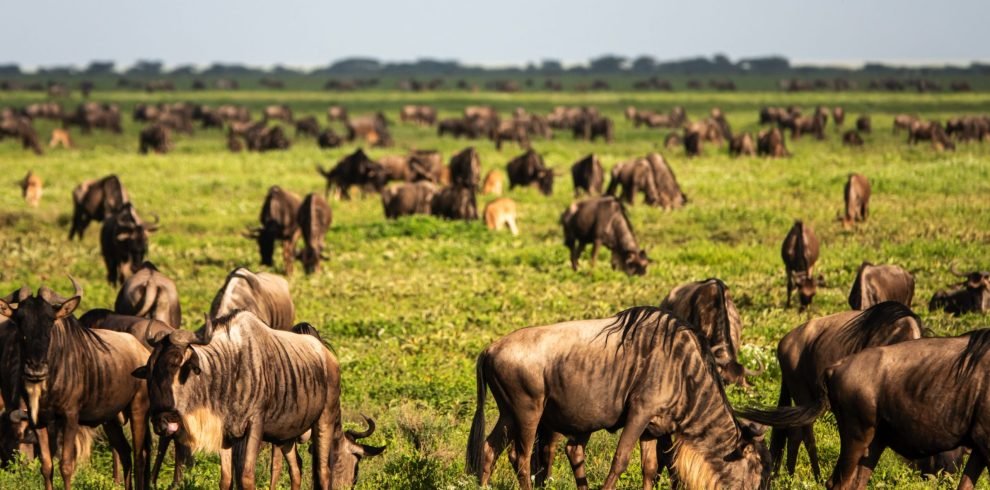 7 days - Migration Safari, Marea Migrație, Grande Migration