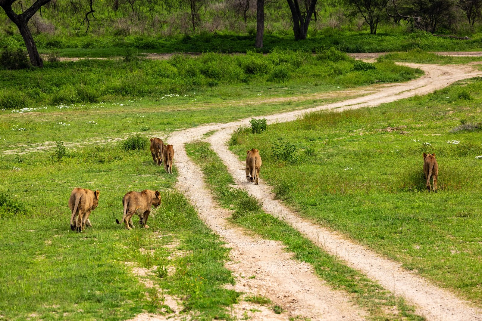 7 days - Migration Safari