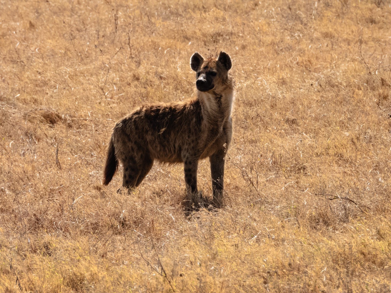 7 days - Baobab Safari