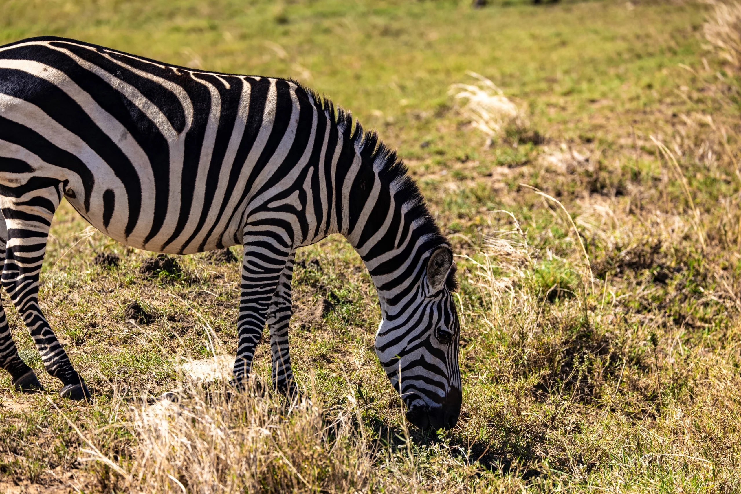 4 Days - Serengeti Safari