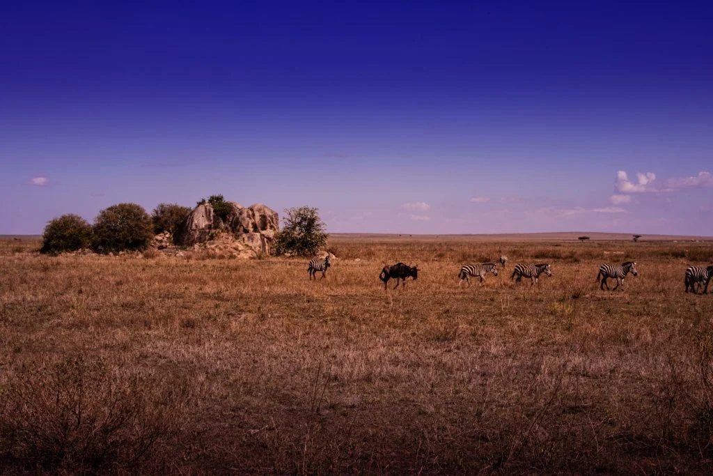 4 Days - Serengeti Safari