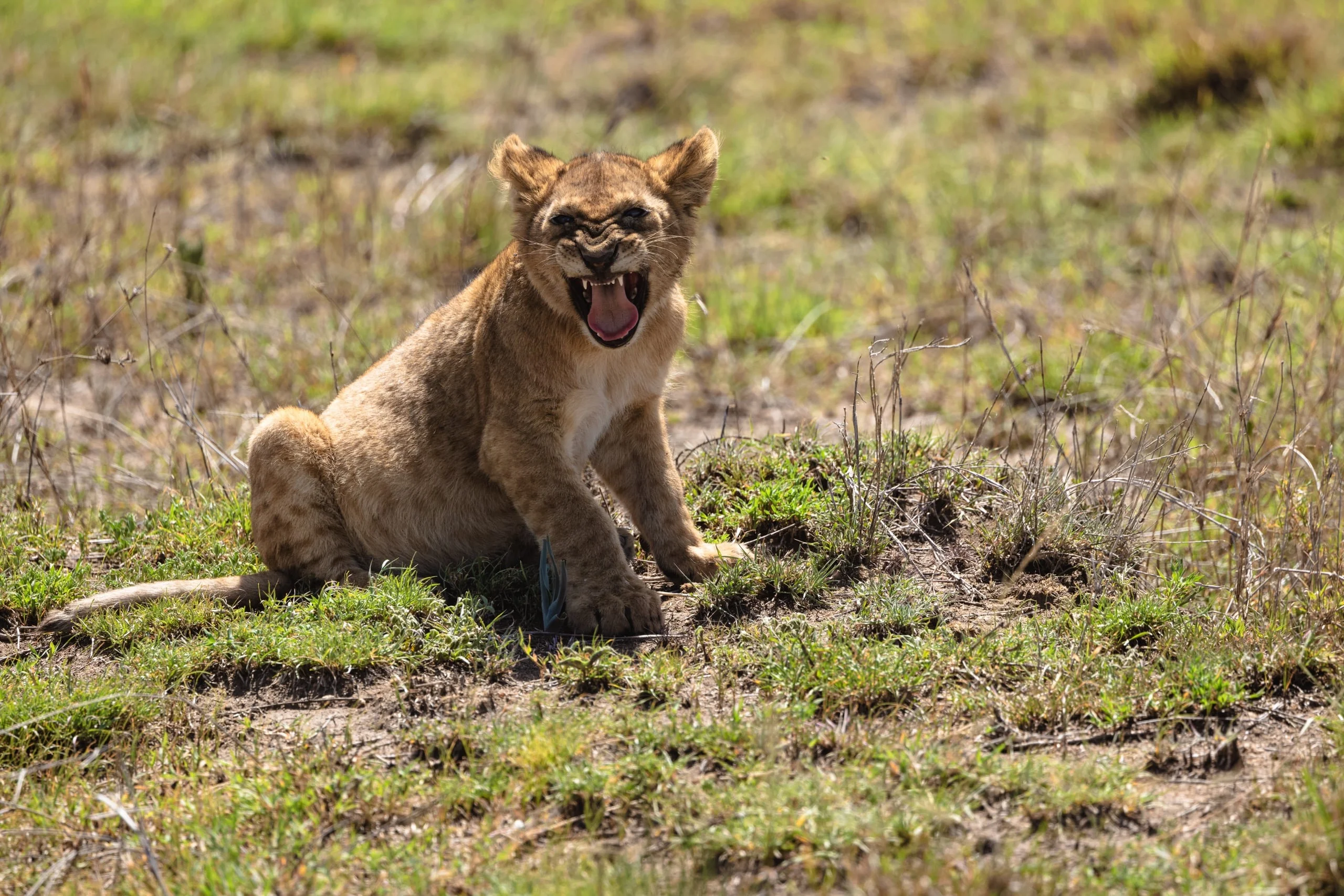 Serengeti National Park