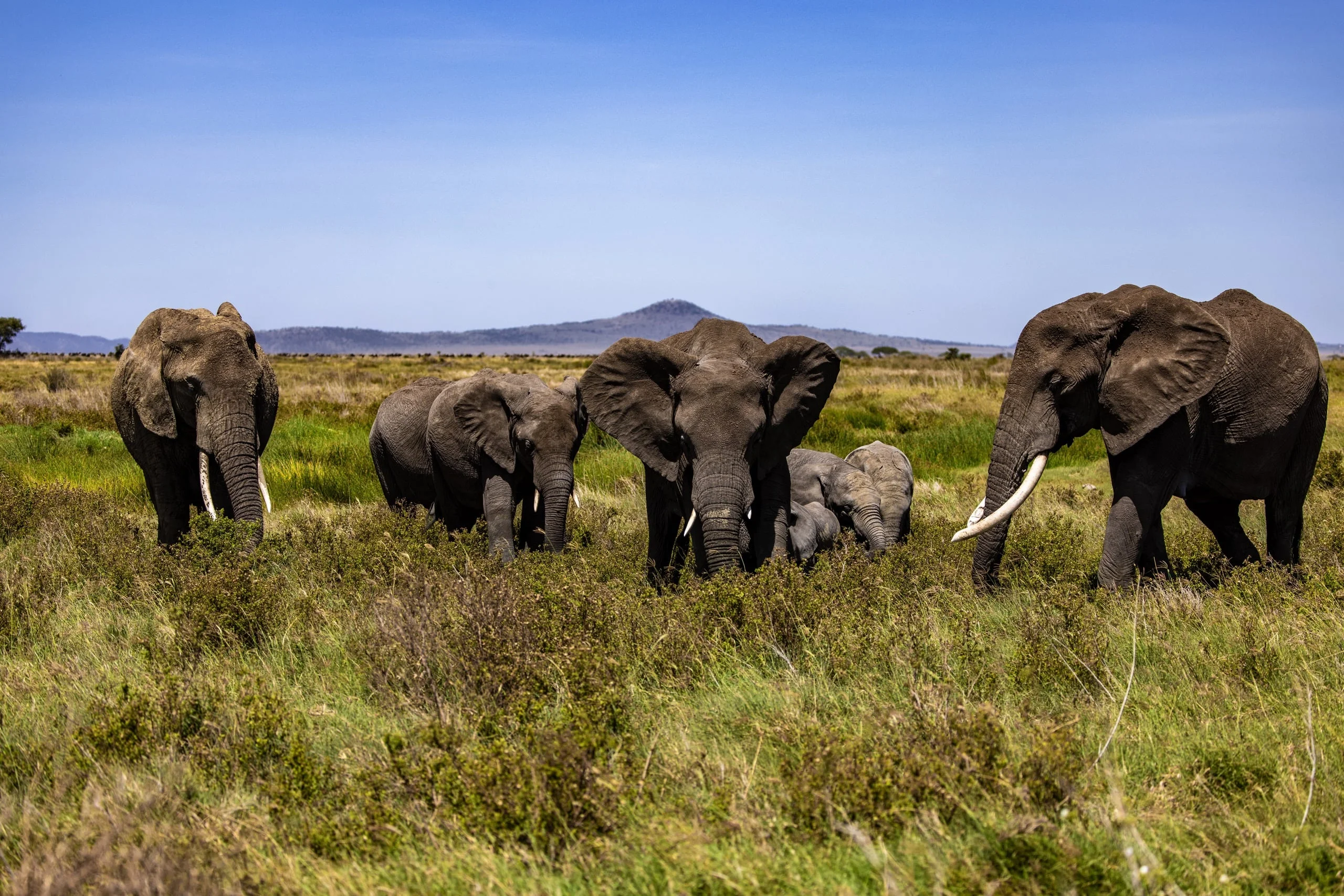 4 Days - Serengeti Safari