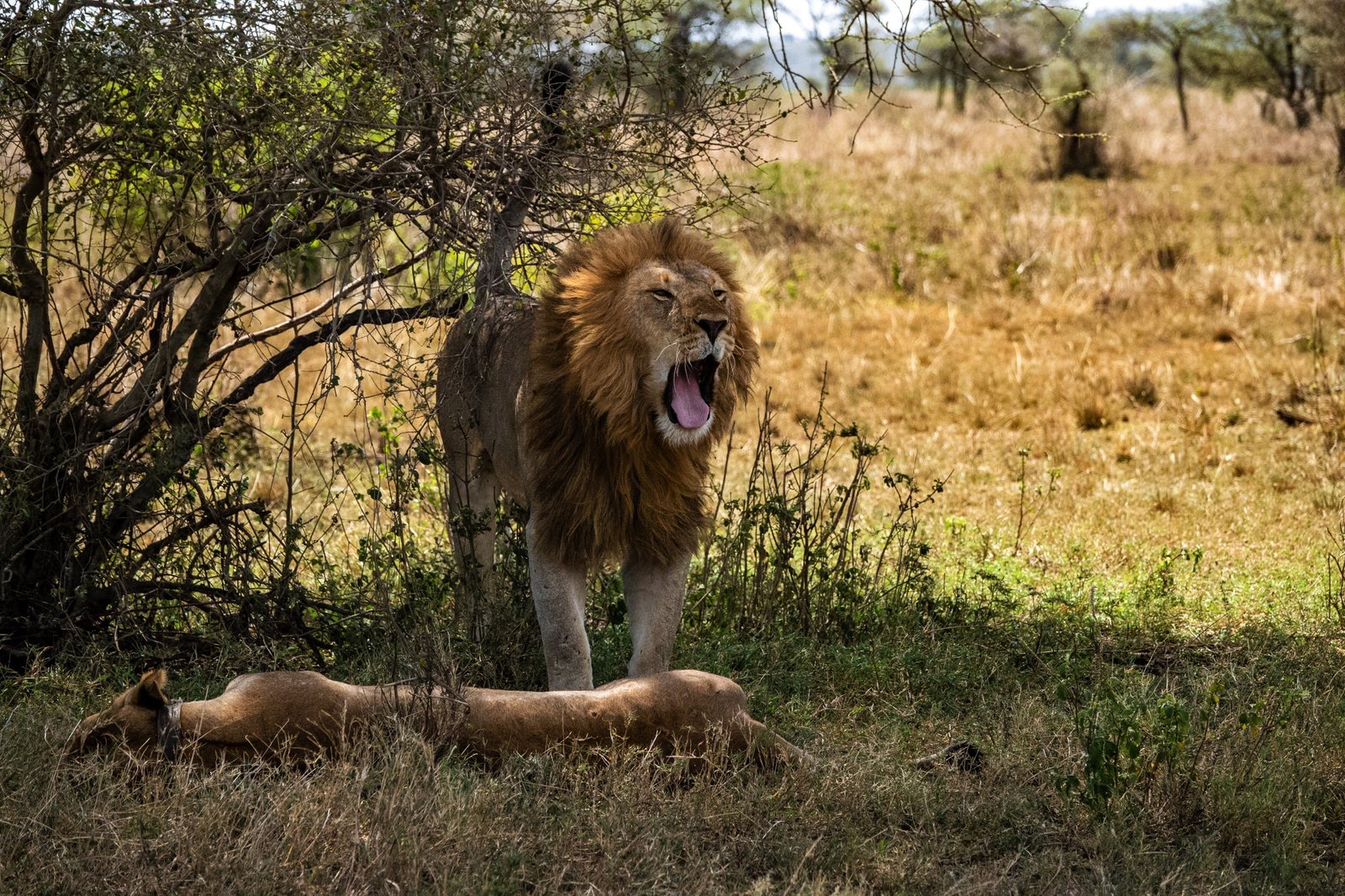 4 Days - Serengeti Safari