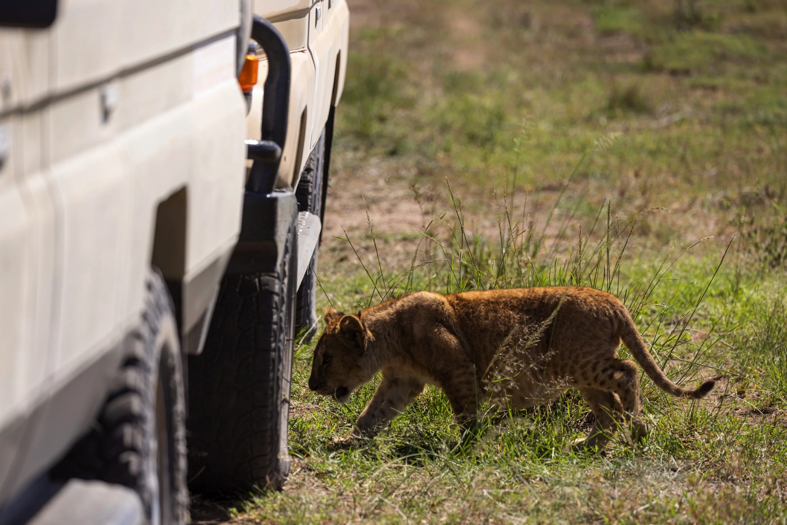 6 days - Founders Safari