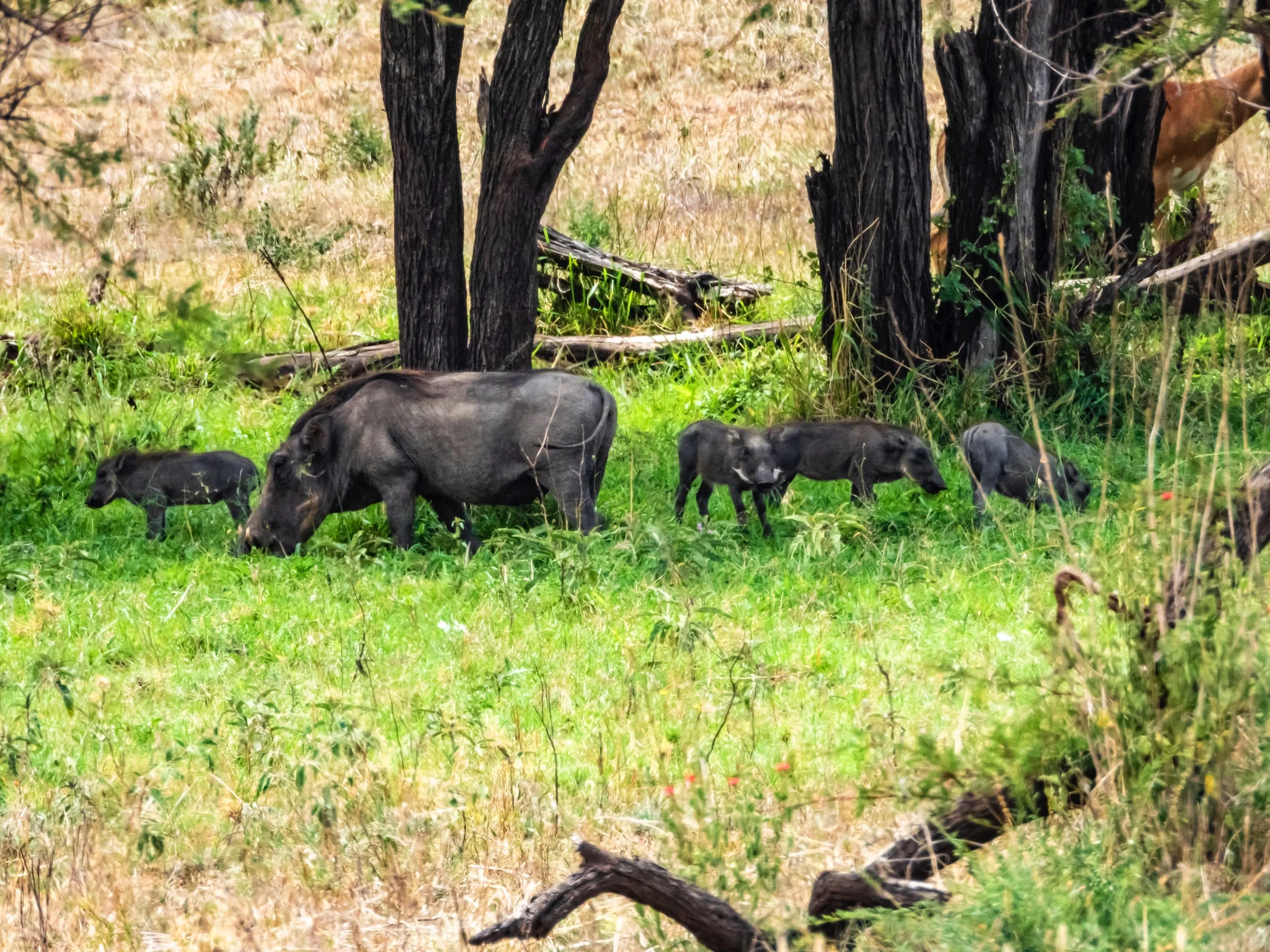 7 days - Baobab Safari