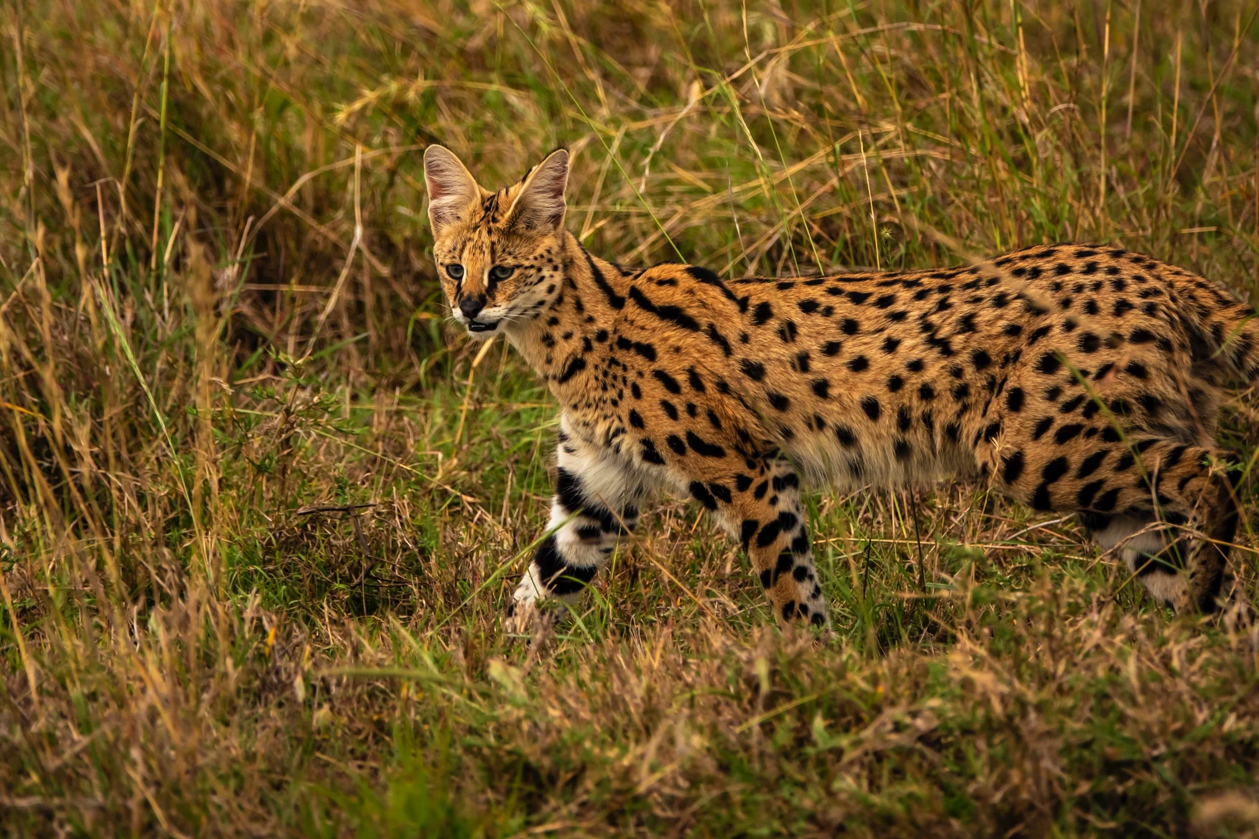 7 days - Baobab Safari