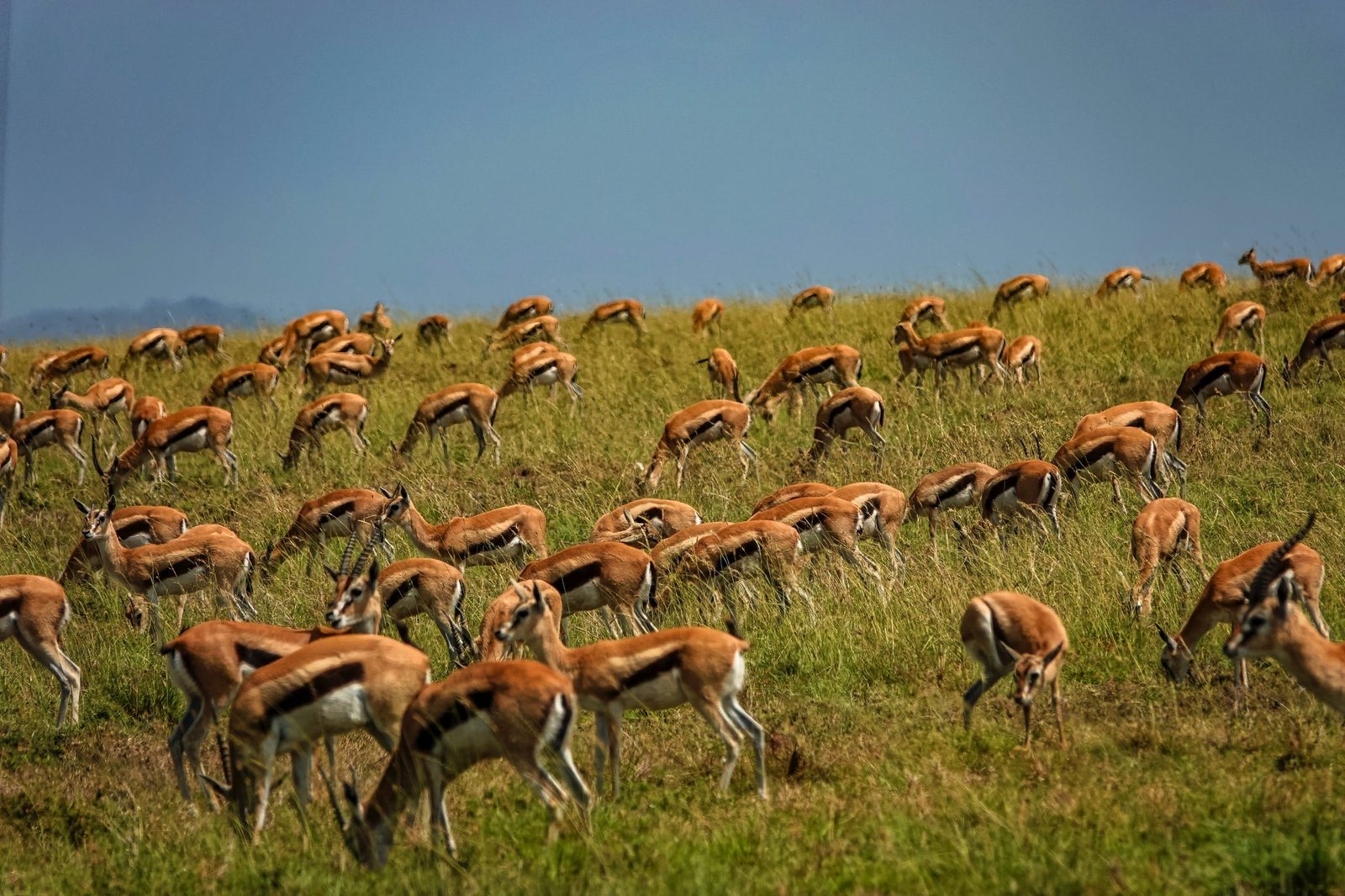 7 days - Baobab Safari