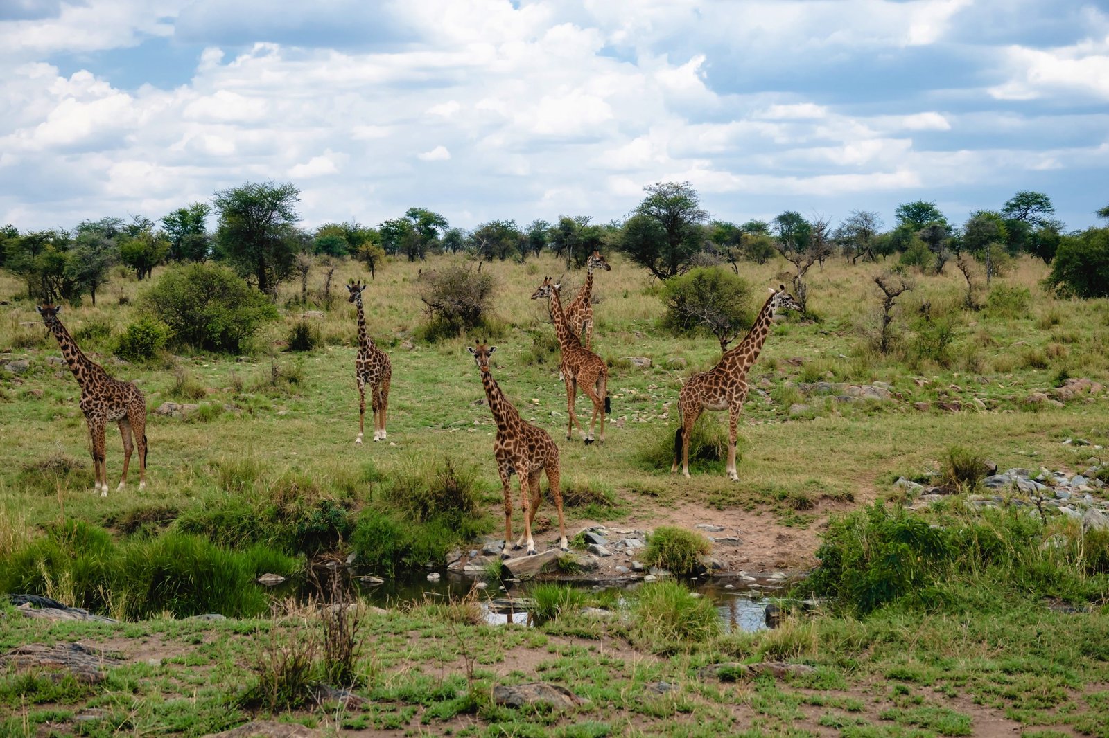 8 days - Vacation Tanzania Safari