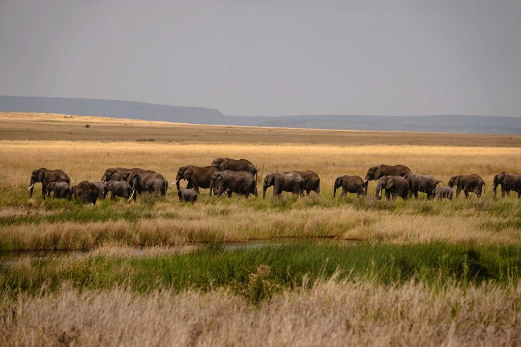 9 days - Photographer Dream Safari, Safari pentru Fotografi, Safari des Photographes