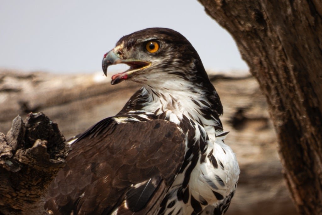 Tarangire National Park