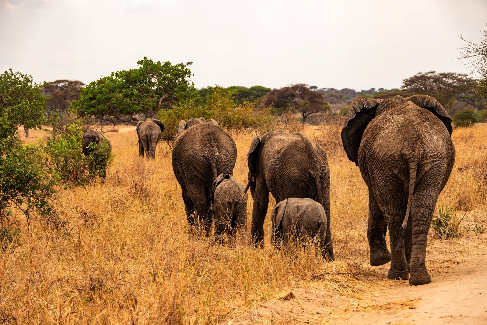 Tarangire National Park, Parcul Național Tarangire, Parc National du Tarangire