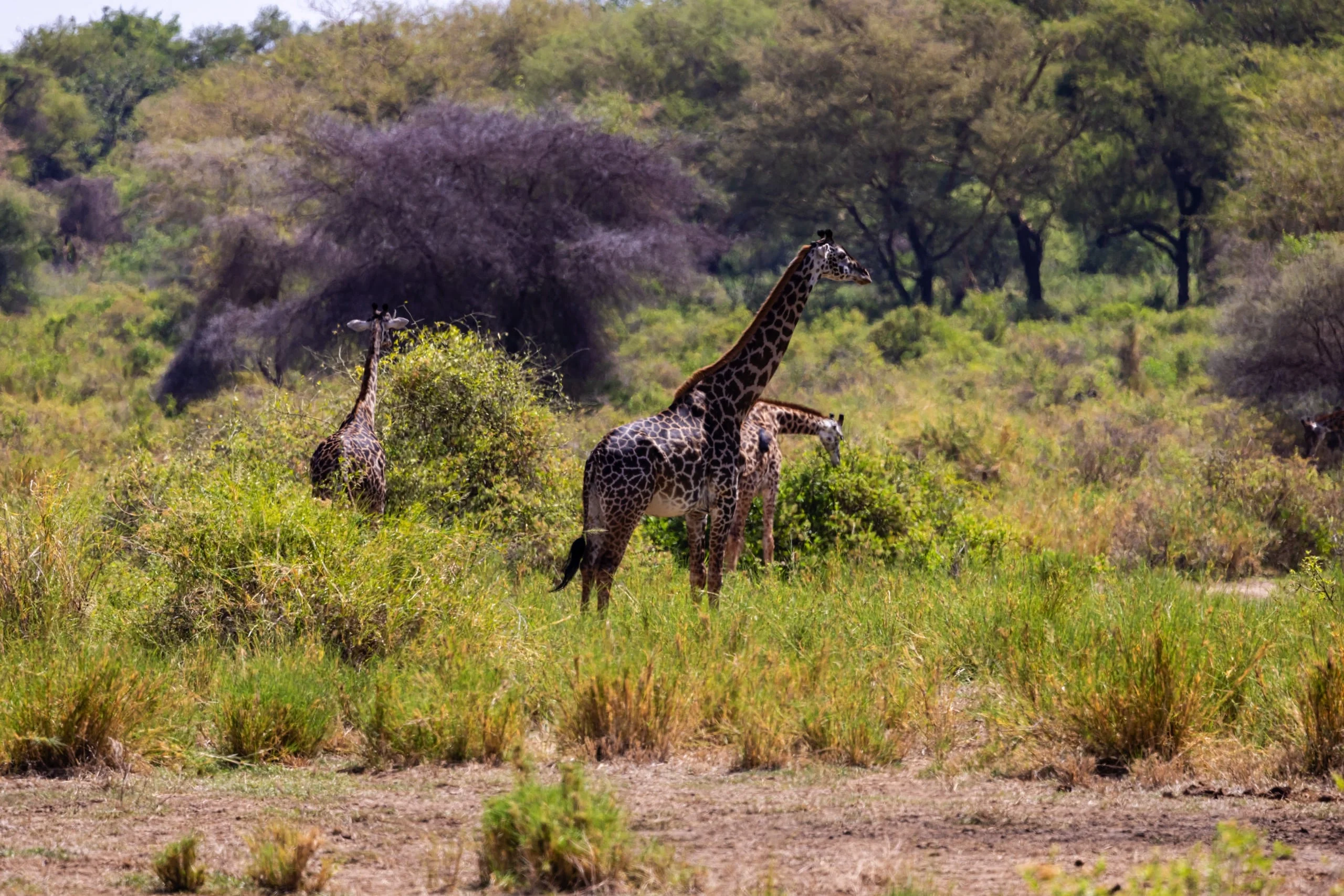 Lake Manyara National Park, Parcul Național Lacul Manyara, Parc National du Lac Manyara