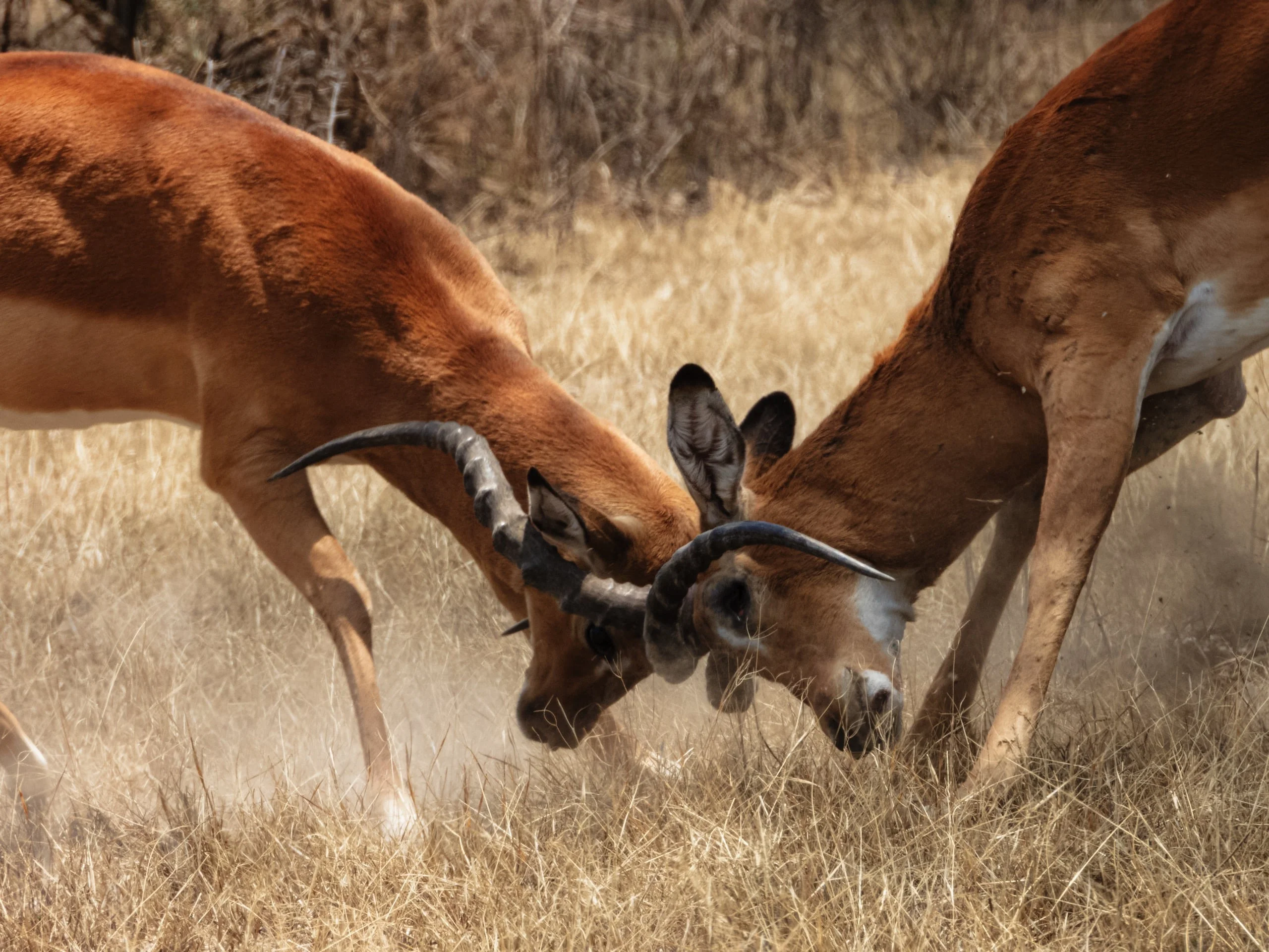 Ndutu Area, Regiunea Ndutu, Région de Ndutu