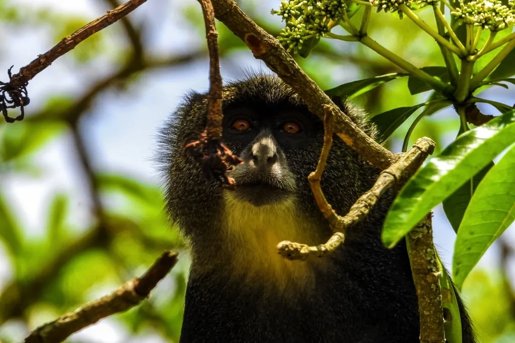 Arusha National Park 3 days Safari – Choose Your Park Ngorongoro Crater