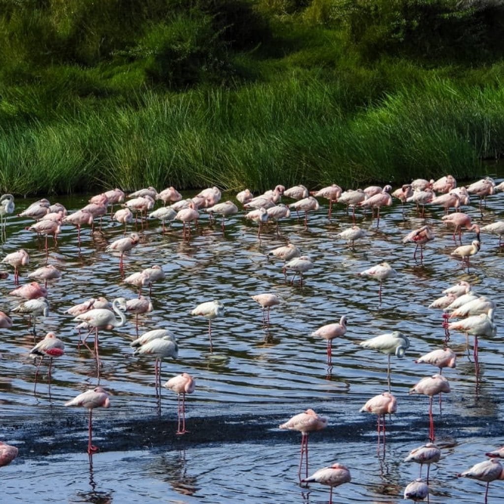 Arusha National Park 3 days Safari – Choose Your Park Ngorongoro Crater