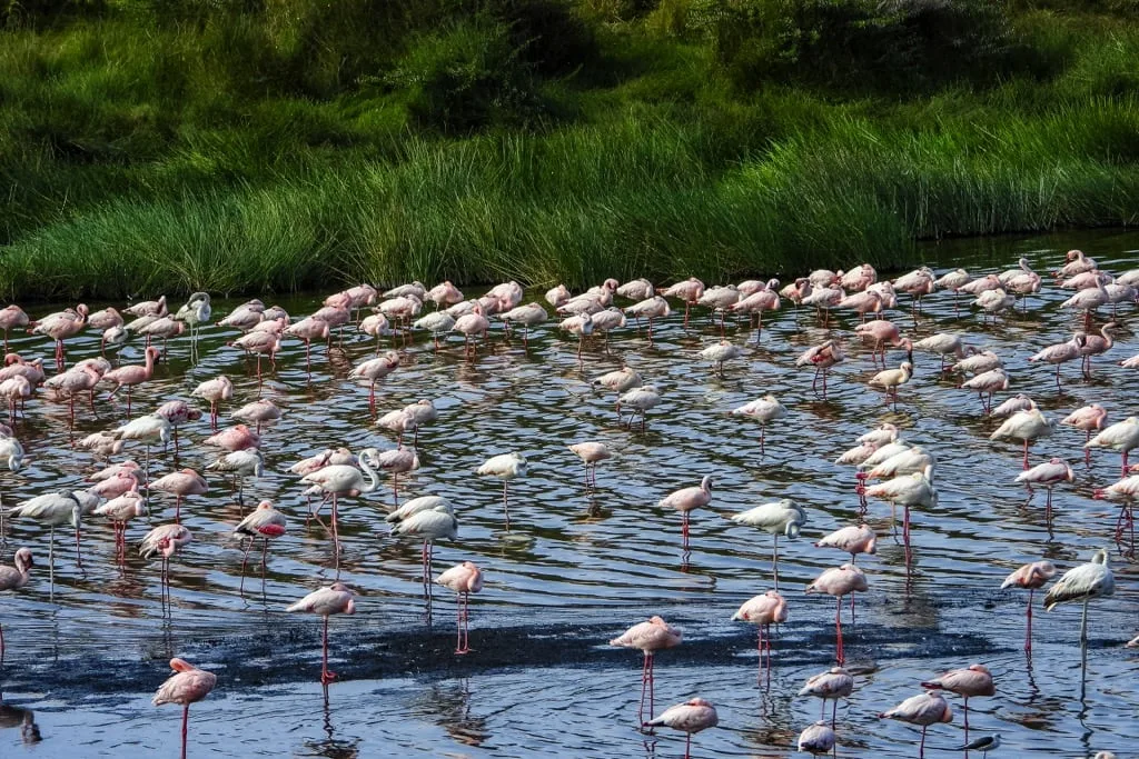 Arusha National Park 3 days Safari – Choose Your Park Ngorongoro Crater