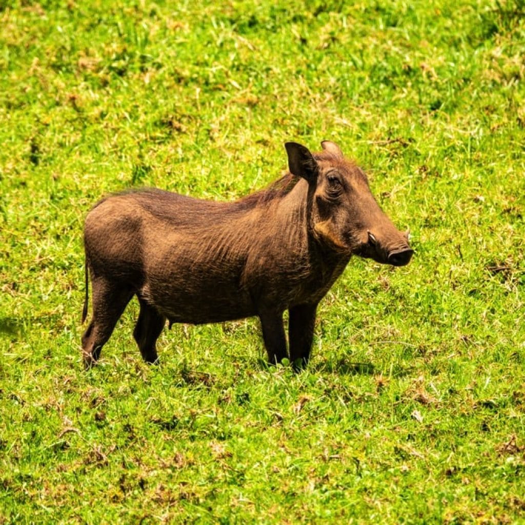 Arusha National Park 3 days Safari – Choose Your Park Ngorongoro Crater