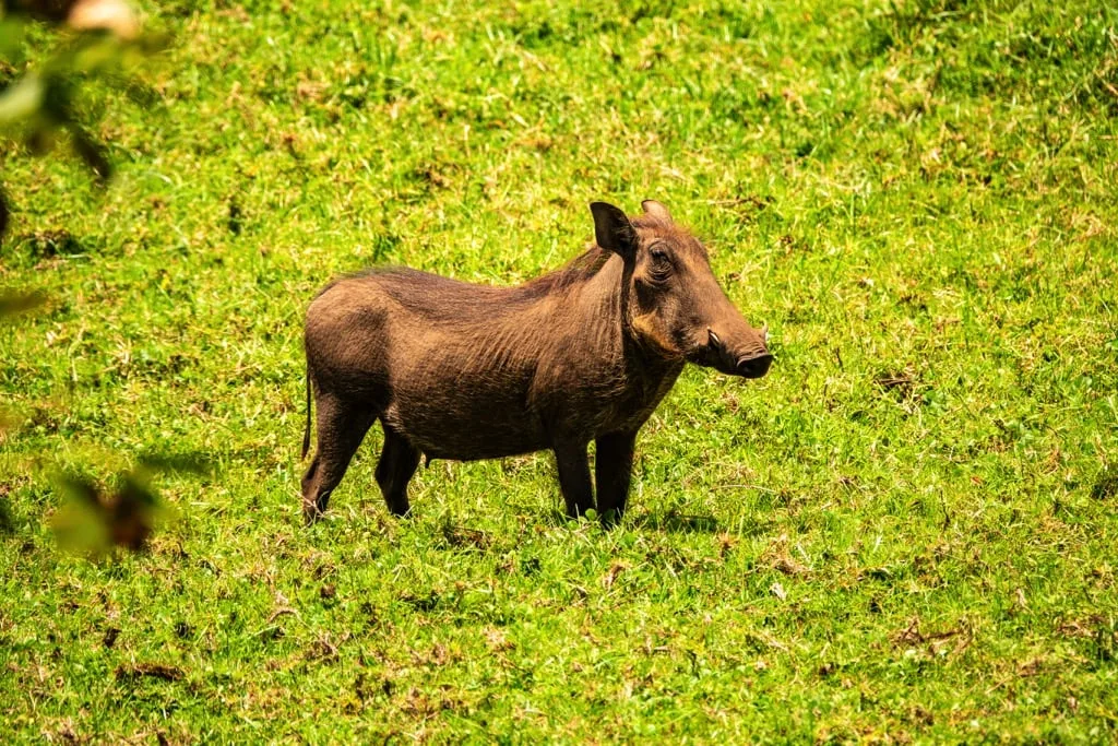 Arusha National Park 3 days Safari – Choose Your Park Ngorongoro Crater