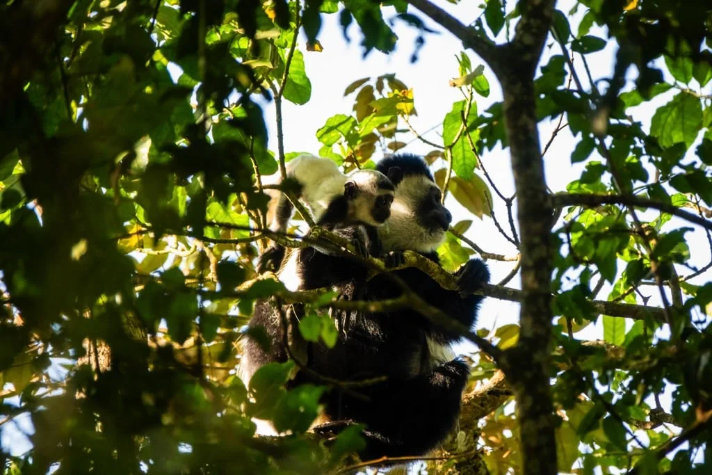 ArushaNationalPark11