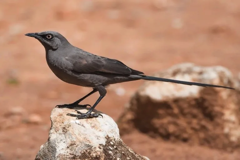 Ashy Starling Bird