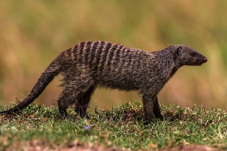 Banded Mongoose