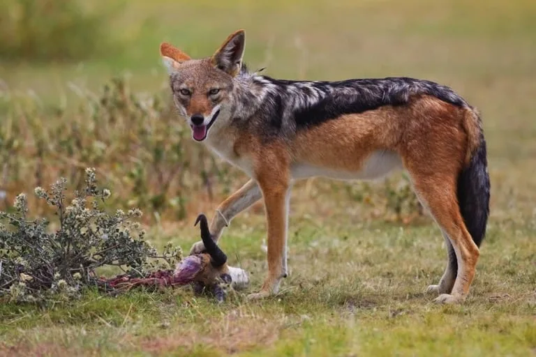 Black Backed Jackal