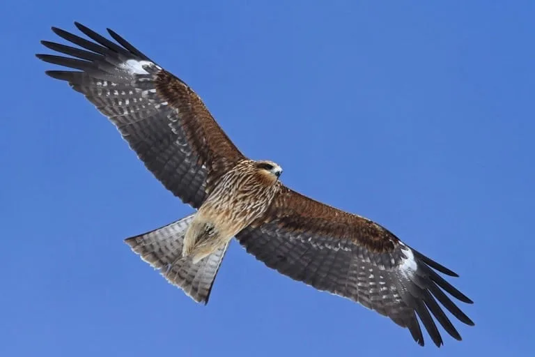 Black Kite