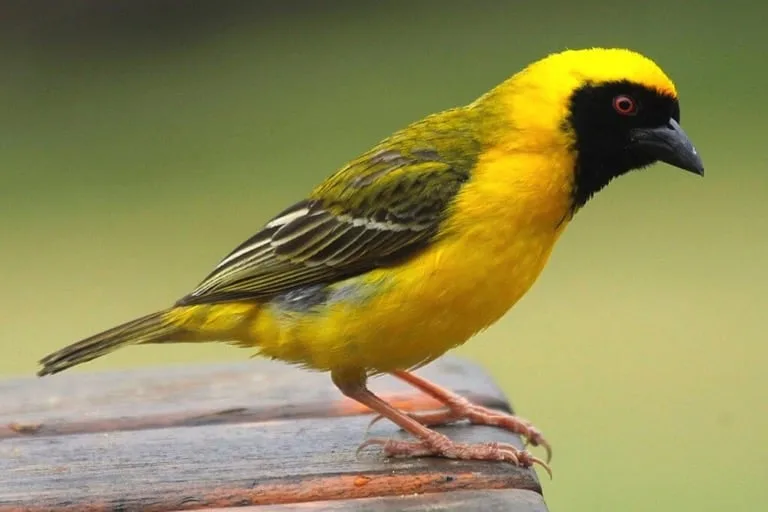 Black Masked Weaver
