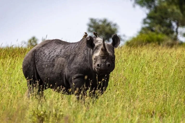 Black Rhino