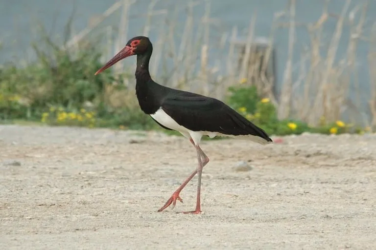 Black Stork
