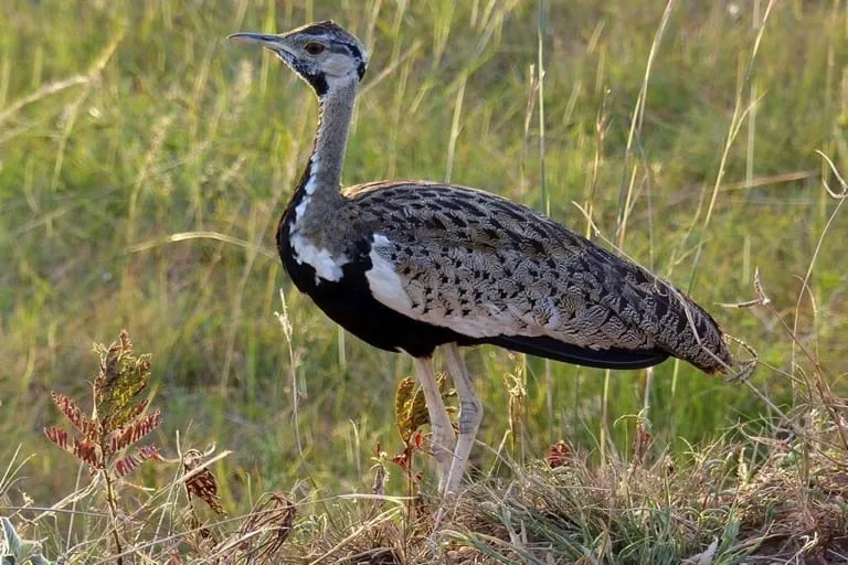 Black bellied Bustard