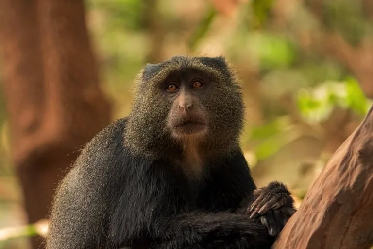 Blue Monkey