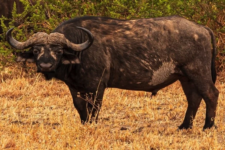 Buffalo