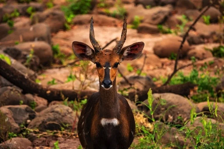 Bushbuck