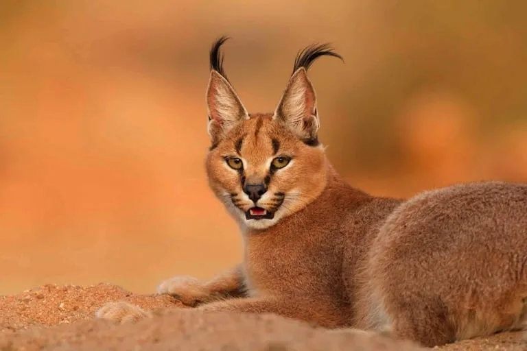 Caracal
