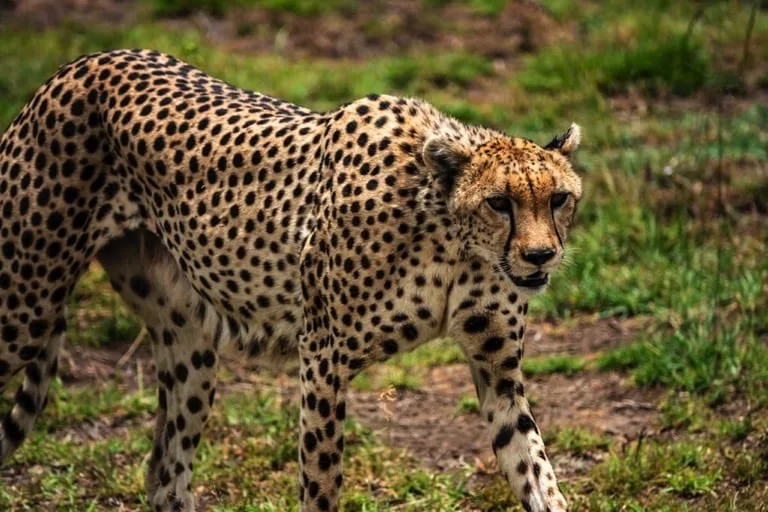 Cheetah