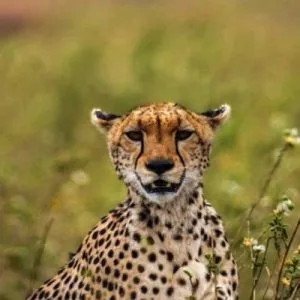 11 Days – Cheetah Safari + Zanzibar