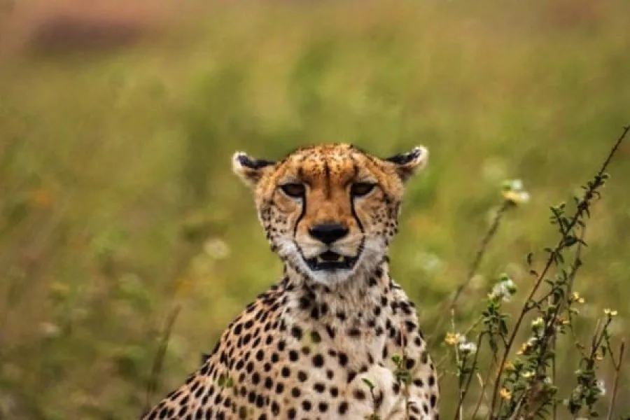 Destination Serengeti National Park6