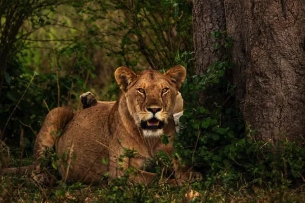 Destination Serengeti National Park7