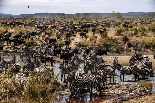 Destination Serengeti National Park8
