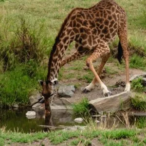 Destination Serengeti National Park910