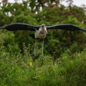 Destinations Ngorongoro Crater