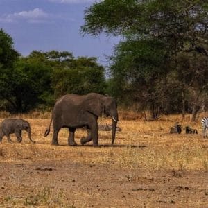 1 day trip to Tarangire National Park